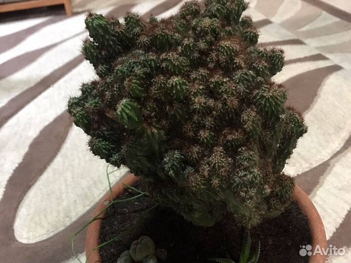 Кактус Цереус перуанский