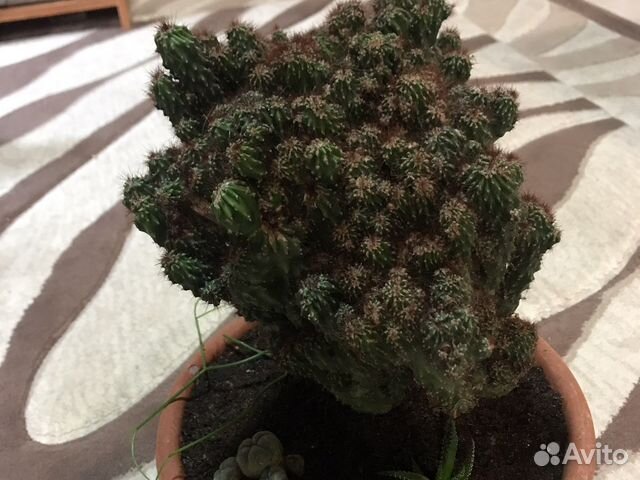 Кактус Цереус перуанский