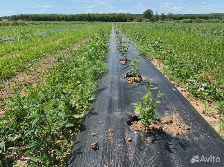 Геоткань Агротекс 100 (1,6м рулон 50м) черный