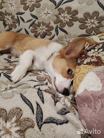 Вельш-корги пемброк мальчик