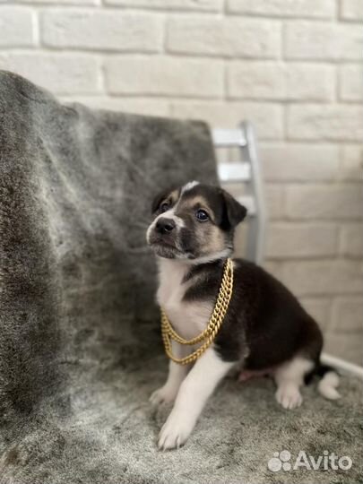 Собака в добрые руки отдам бесплатно