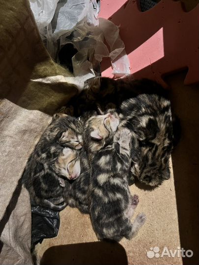 Котята в добрые руки бесплатно