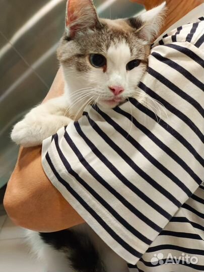 Котик в добрые руки