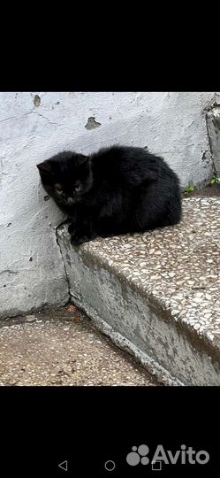 Котенок мальчик