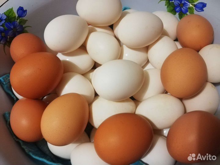 Домашние куриные яйца