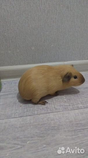 Морские свинки с клеткой