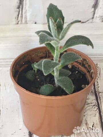 Каланхоэ войлочное