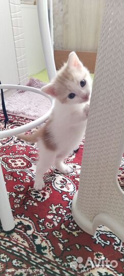 Котик и кошечка