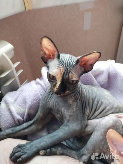 Канадский сфинкс котенок девочка