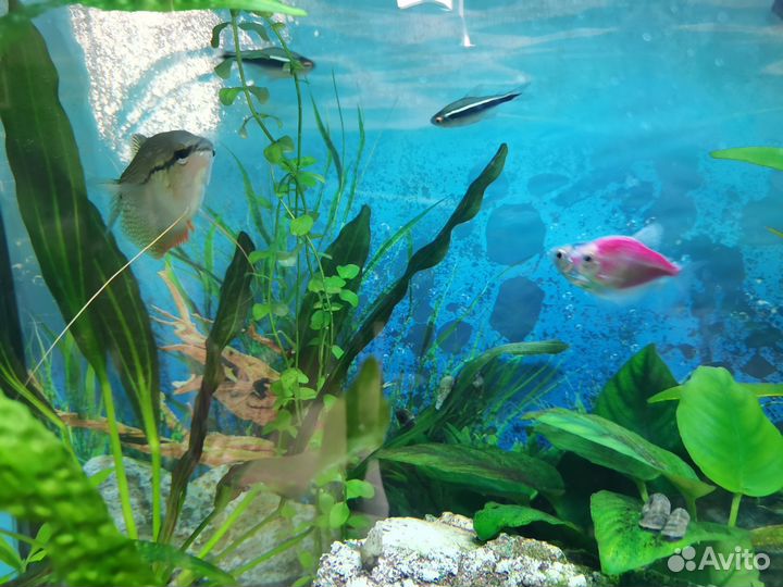 Аквариум