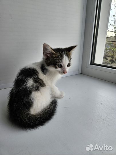 Отдам котиков в хорошие, добрые руки