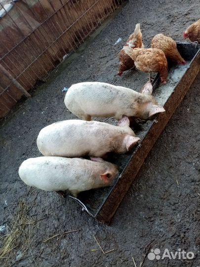 Услуга хряка