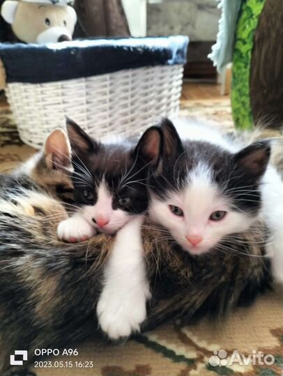 Котята в добрые руки бесплатно