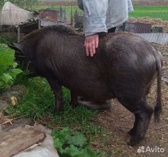 Самка кармал