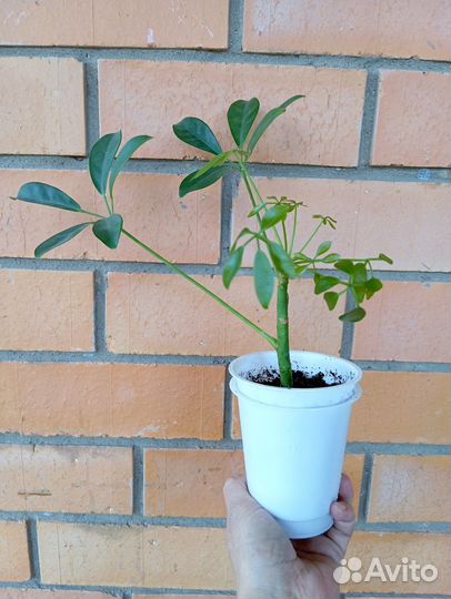 Растения комнатные разные, часть 2