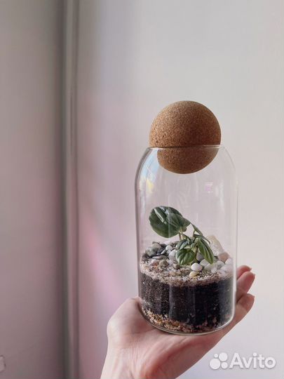 Экосистема с пеперомией Мунлайт