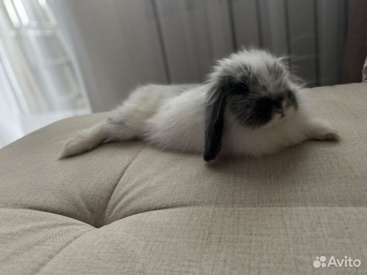 Карликовый кролик минор 3,5 мес