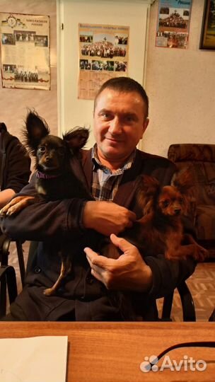 Дрессировка собак кинолог