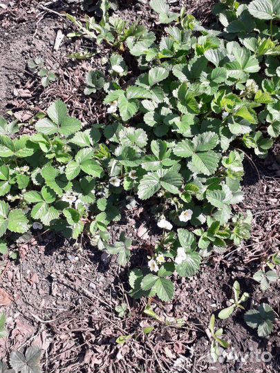 Рассада помидор