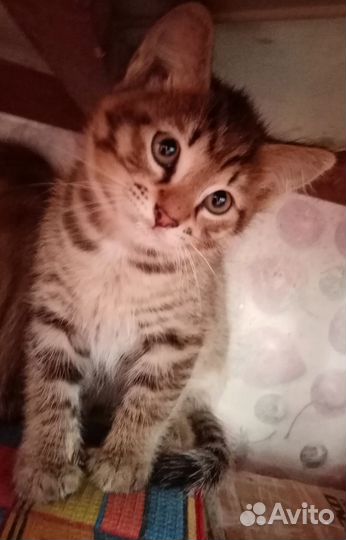 Котики