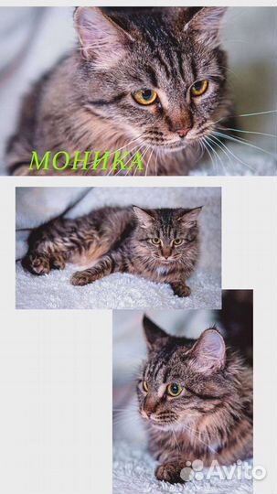 Кошки в добрые руки бесплатно