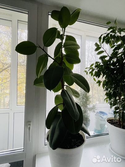 Фикус эластика
