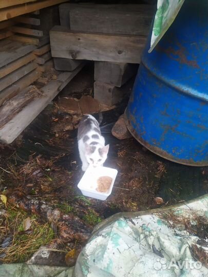 Котенок в добрые руки