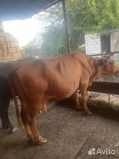 Корова на мясо