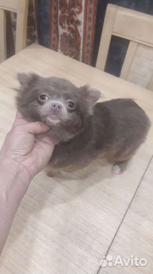 Чихуахуа мини девочка цвет Ирис