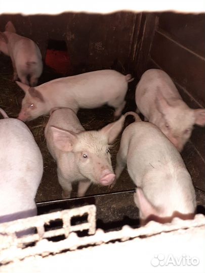 Поросята ландрас