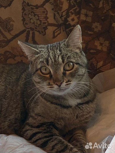 Кошка