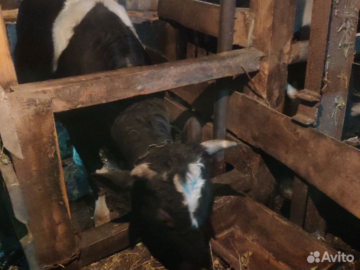 Быки на мясо