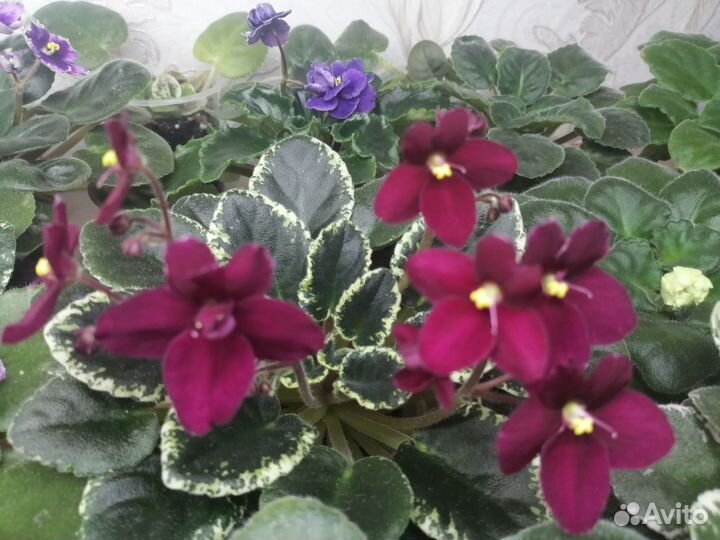 Сортовые полуминиатюрные фиалки