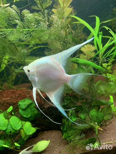 Скалярия платина самка