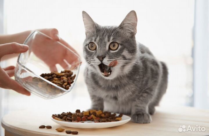 Сухой корм для Собак с мясом