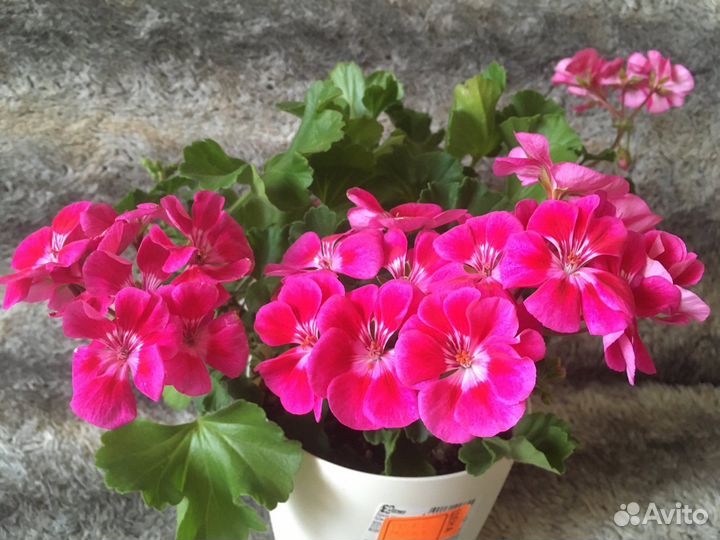 Герань пеларгония