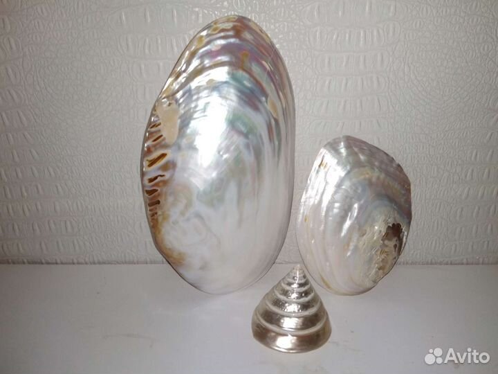 Ракушки перламутровые, очень красивые