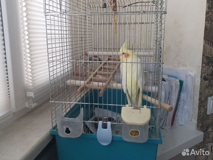 Попугай корелла с клеткой