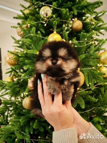 Померанский шпиц девочка супер медвежонок