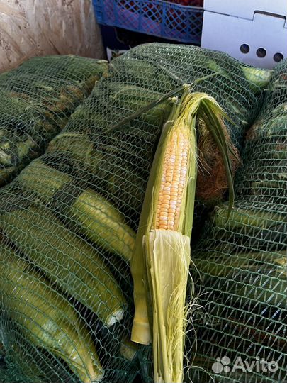 Кукуруза в початках