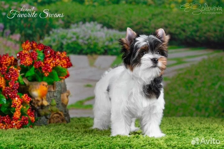 Бивер девочка