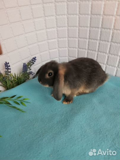 Голубые огневки, карликовые бараны