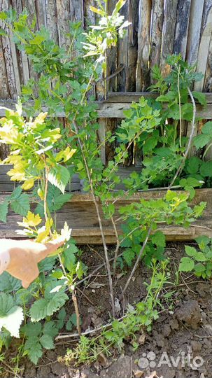 Смородина крыжовник