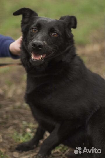 Небольшая собака в добрые руки