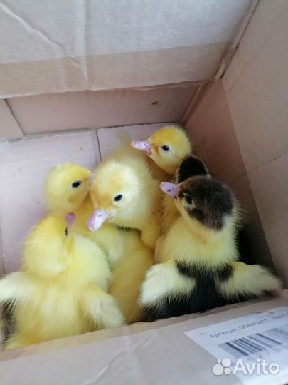 Утята индоутки