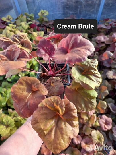 Гейхеры 8 сортов. Саженцы, кассеты. Можно опт