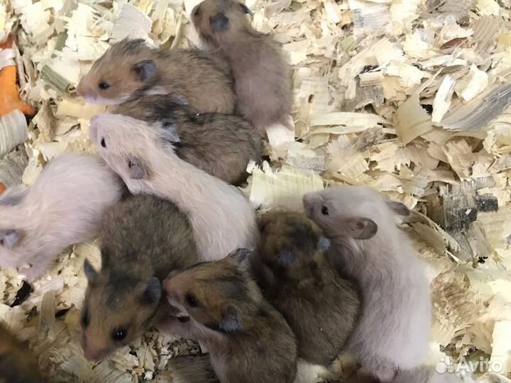 Джунгарский хомяк