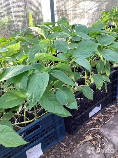 Рассада Помидор Перца