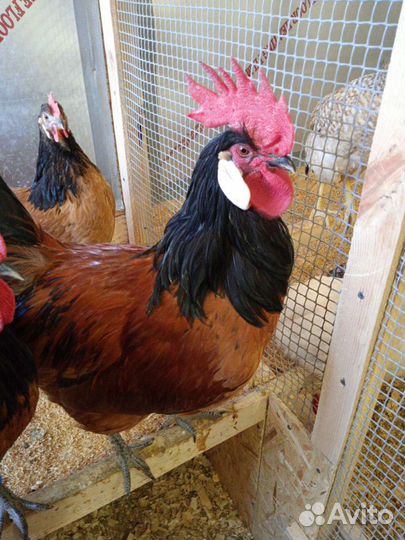 Инкубационное яйцо породы Форверк,цыплята