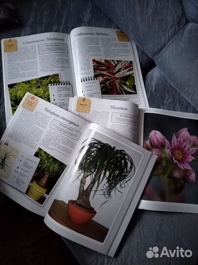 Книга комнатные растения суккуленты кактусы